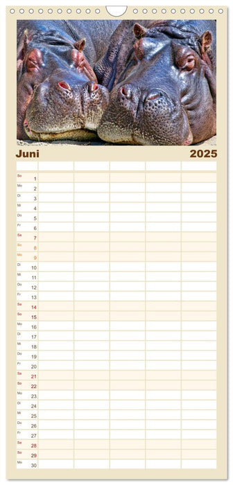Flusspferde - gemütlich gefährlich (CALVENDO Familienplaner 2025)