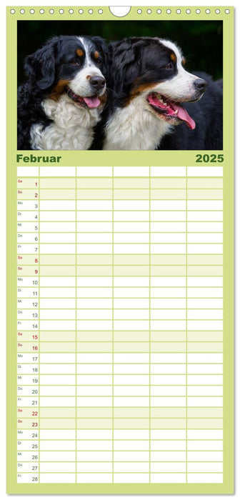 Treuer Freund Berner Sennenhund (CALVENDO Familienplaner 2025)