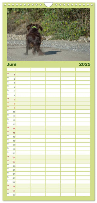 Jagdhunde bei der Arbeit (CALVENDO Familienplaner 2025)