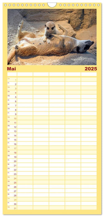Lustige Erdmännchen (CALVENDO Familienplaner 2025)