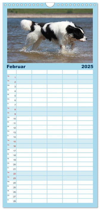 Landseer - Das Wasser ist ihr Element (CALVENDO Familienplaner 2025)