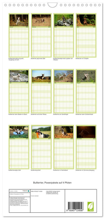 Bullterrier, Powerpakete auf 4 Pfoten (CALVENDO Familienplaner 2025)