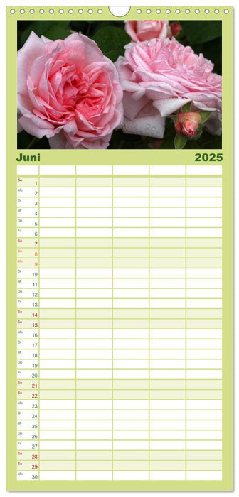 Rosen Reigen im Garten (CALVENDO Familienplaner 2025)