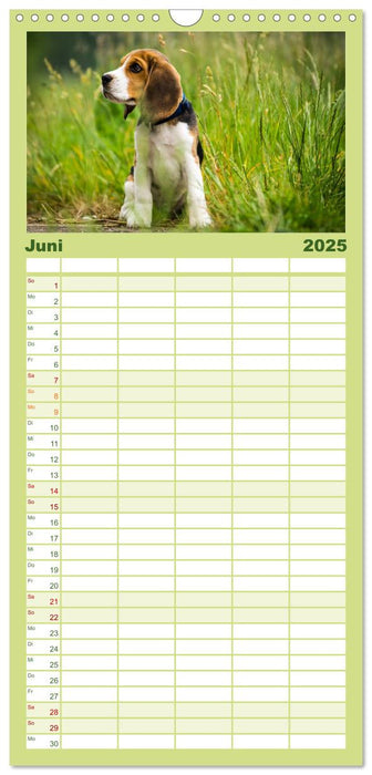Beaglebabys auf Entdeckungstour (CALVENDO Familienplaner 2025)
