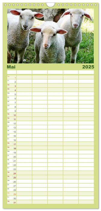 Schäfchen zählen - mit Schafen durchs Jahr (CALVENDO Familienplaner 2025)