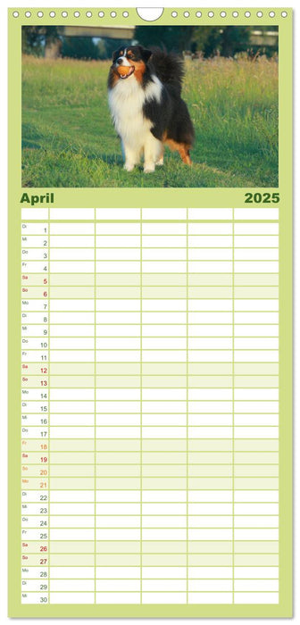 Australian Shepherd - Hütehunde mit Familienanschluss (CALVENDO Familienplaner 2025)