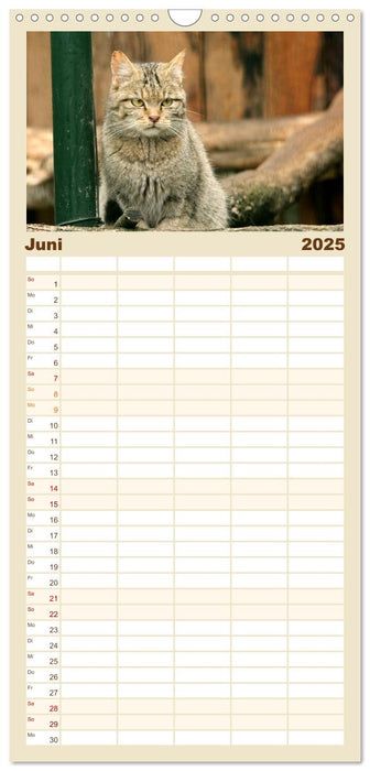 Wildkatzen - Die lautlosen Jäger des Waldes (CALVENDO Familienplaner 2025)