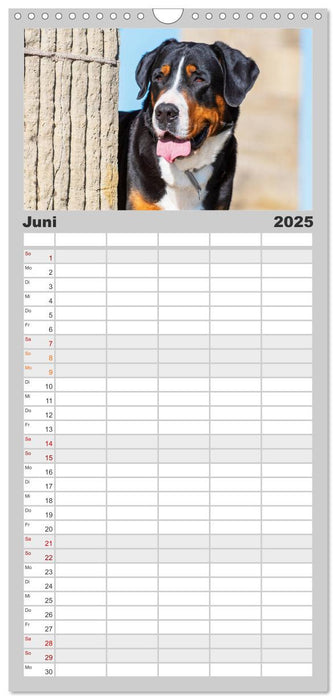 Schweizer Sennenhunde - aus den Schweizer Alpen (CALVENDO Familienplaner 2025)