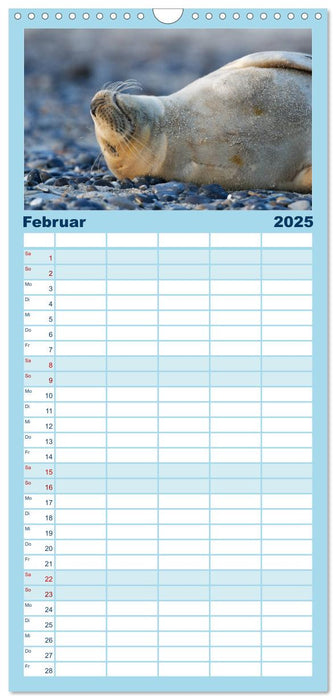 Robben - Lustige Bewohner Helgolands (CALVENDO Familienplaner 2025)