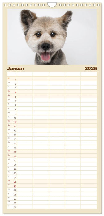 Kleine Hunde - Große Blicke (CALVENDO Familienplaner 2025)