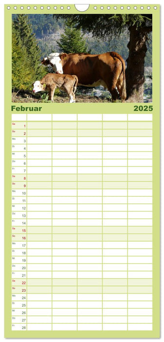 Hinterwälder - Die Kühe aus dem Schwarzwald (CALVENDO Familienplaner 2025)