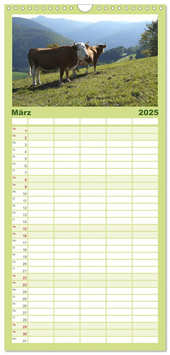 Hinterwälder - Die Kühe aus dem Schwarzwald (CALVENDO Familienplaner 2025)