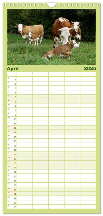 Hinterwälder - Die Kühe aus dem Schwarzwald (CALVENDO Familienplaner 2025)