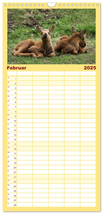 Tierbabys 2025 (CALVENDO Familienplaner 2025)