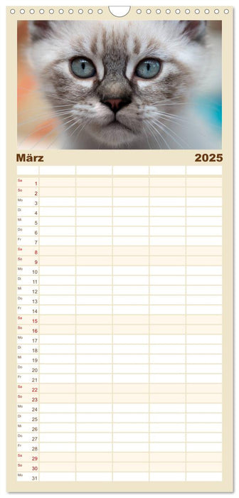 Katzenbabys beobachtet (CALVENDO Familienplaner 2025)