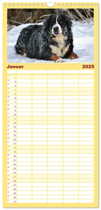 Augenblicke mit dem Berner Sennenhund (CALVENDO Familienplaner 2025)