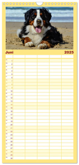 Augenblicke mit dem Berner Sennenhund (CALVENDO Familienplaner 2025)