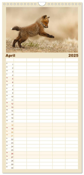 Fuchswelpen (CALVENDO Familienplaner 2025)
