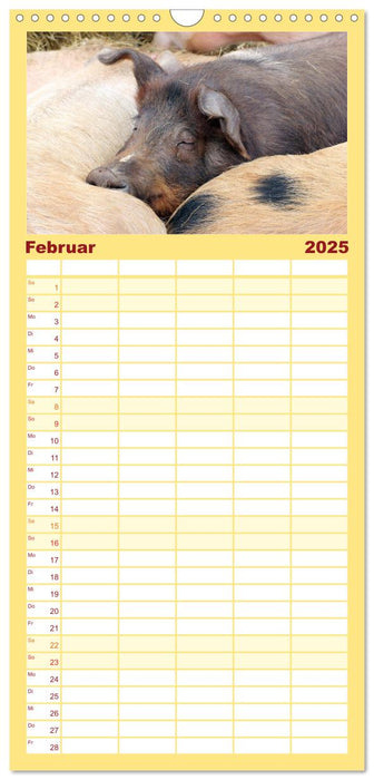 Der Schweinekalender (CALVENDO Familienplaner 2025)