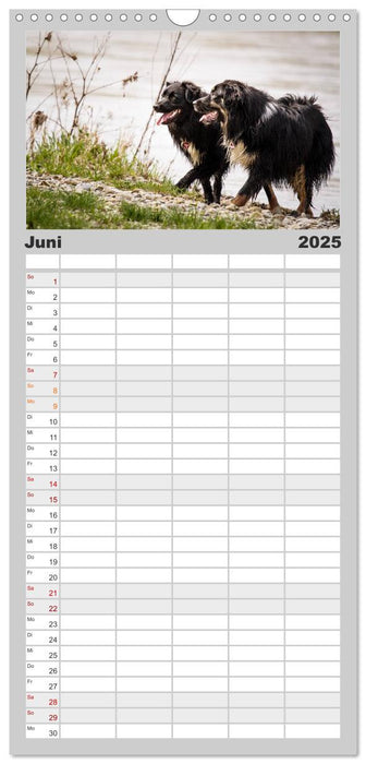 Australian Shepherd - Traum auf vier Pfoten (CALVENDO Familienplaner 2025)