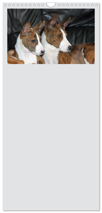 Basenji, der Kongo-Terrier (CALVENDO Familienplaner 2025)