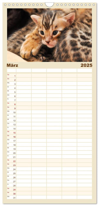 Bengal Kätzchen (CALVENDO Familienplaner 2025)