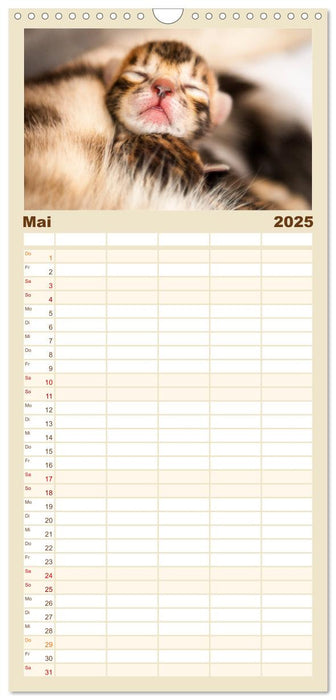 Bengal Kätzchen (CALVENDO Familienplaner 2025)