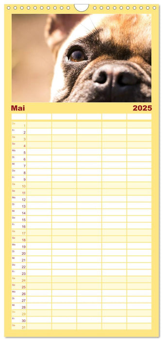 Französische Bulldoggen - Schutzengel auf 4 Pfoten (CALVENDO Familienplaner 2025)