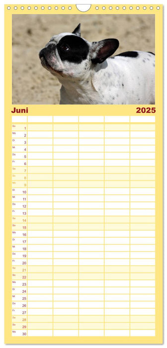 Französische Bulldoggen - Schutzengel auf 4 Pfoten (CALVENDO Familienplaner 2025)