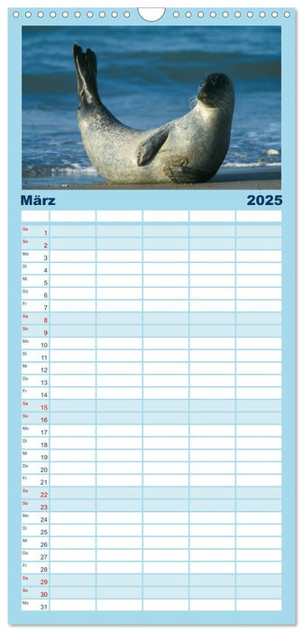 Faszination Kegelrobben und Seehunde (CALVENDO Familienplaner 2025)