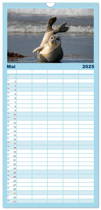 Faszination Kegelrobben und Seehunde (CALVENDO Familienplaner 2025)
