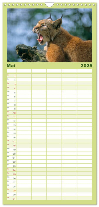 Tiere des Waldes (CALVENDO Familienplaner 2025)