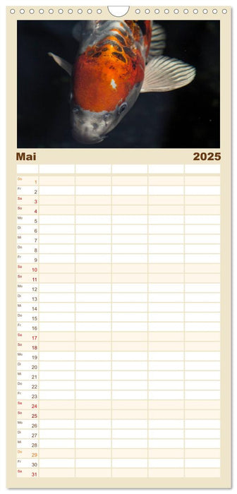 Nishikigoi oder Koi Karpfen (CALVENDO Familienplaner 2025)