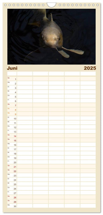 Nishikigoi oder Koi Karpfen (CALVENDO Familienplaner 2025)