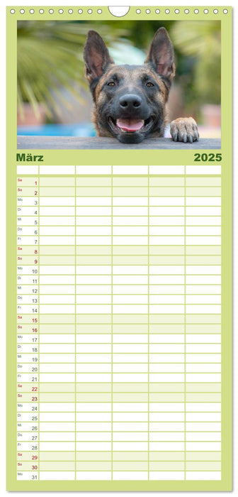 Belgischer Schäferhund - Der Malinois (CALVENDO Familienplaner 2025)