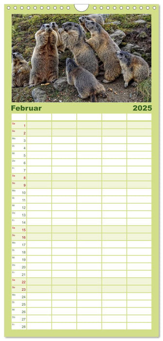 Wildlife - Verspielte Murmeltiere (CALVENDO Familienplaner 2025)
