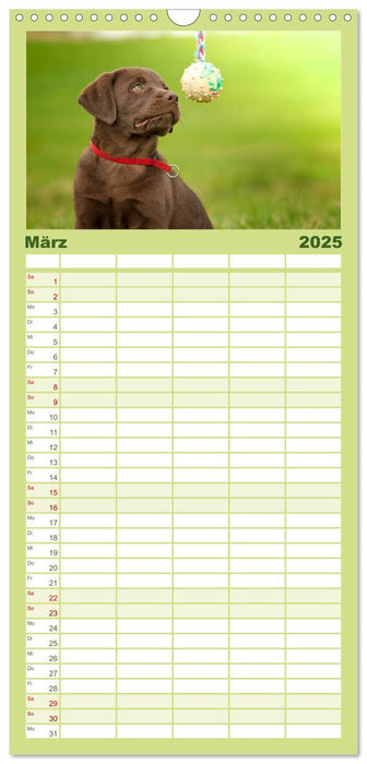 Labrador Welpe – Seelenhund (CALVENDO Familienplaner 2025)