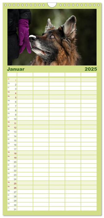 Zauberhafte Langhaar Schäferhunde (CALVENDO Familienplaner 2025)