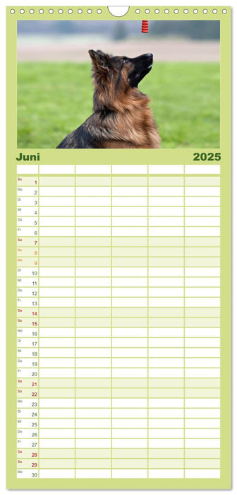 Zauberhafte Langhaar Schäferhunde (CALVENDO Familienplaner 2025)