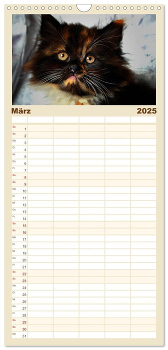Katzen im Porträt / Geburtstagskalender (CALVENDO Familienplaner 2025)