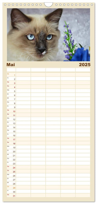 Katzen im Porträt / Geburtstagskalender (CALVENDO Familienplaner 2025)