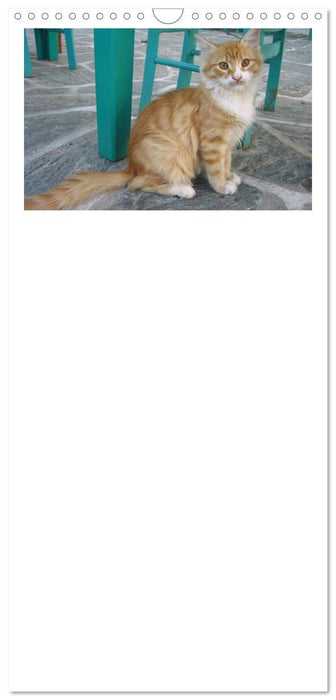 Katzen der Kykladen (CALVENDO Familienplaner 2025)