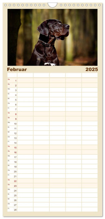 Deutsche Doggen / Geburtstagskalender (CALVENDO Familienplaner 2025)