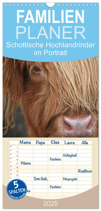 Schottische Hochlandrinder - Highland Cattle im Portrait (CALVENDO Familienplaner 2025)