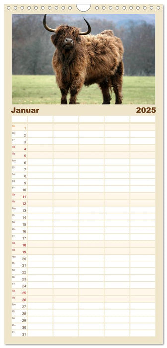 Schottische Hochlandrinder - Highland Cattle im Portrait (CALVENDO Familienplaner 2025)