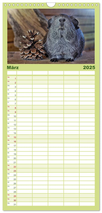 Meerschweinchen. Geliebte Nager (CALVENDO Familienplaner 2025)