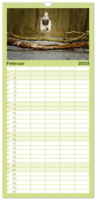 Der Feldfurchen-Mops (CALVENDO Familienplaner 2025)