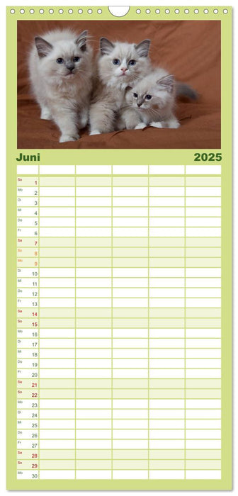 Ragdoll Kitten (CALVENDO Familienplaner 2025)