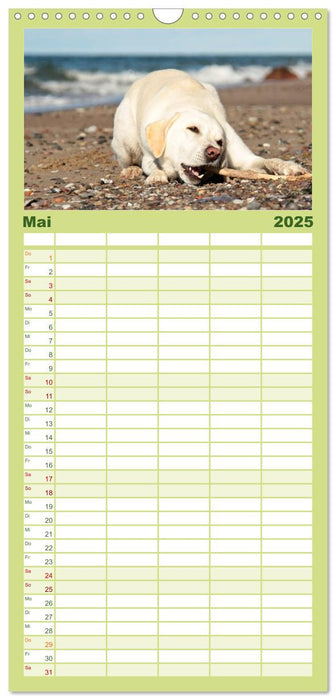 Labrador Retriever 2025 (CALVENDO Familienplaner 2025)