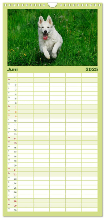Weißer Schweizer Schäferhund (CALVENDO Familienplaner 2025)